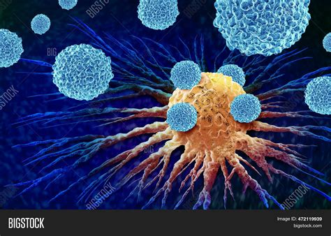 Leukocytes Attacking Image And Photo Free Trial Bigstock