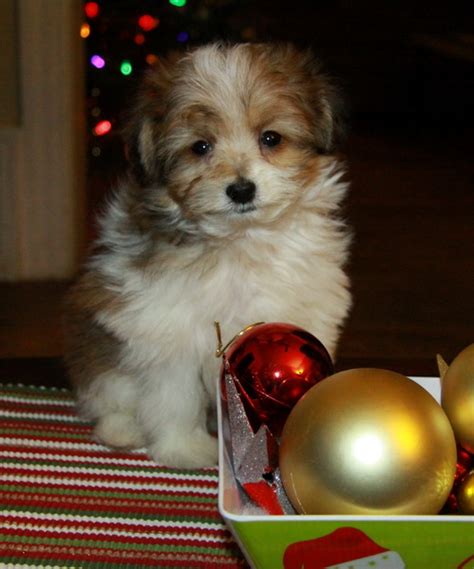 The pomapoo (also known as a pooranian, pom a poo, or pompoo) is a cross between a pomeranian and a poodle. Pom Poo Puppy - Christmas puppies! : Puppies for Sale : Dogs for sale in Ontario, Canada ...