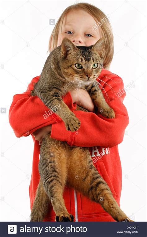 Domestic Cat Child Carrying Adult High Resolution Stock Photography And