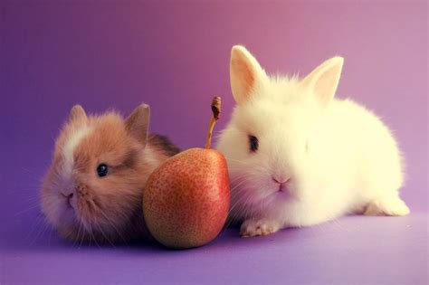 Can Rabbits Eat Pears Is This Fruit Good For Your Bunnys
