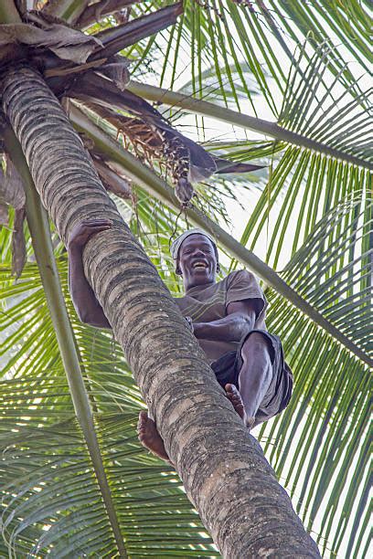 110 Man Climbing Coconut Tree Stock Photos Pictures And Royalty Free