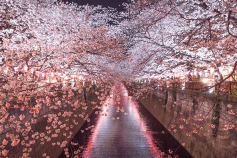 Cherry Blossoms Smithsonian Photo Contest Smithsonian Magazine
