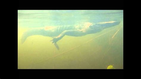 Two Legged Gator Swimming Underwater Camera Everglades National Park