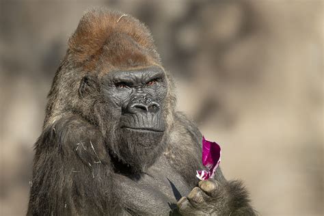 Behind The Thrills San Diego Zoo Safari Park Gorillas Recover From