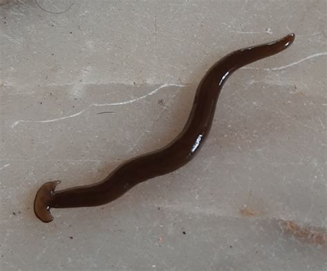 Heres What You Need To Know About The New Flatworms Invading Maine