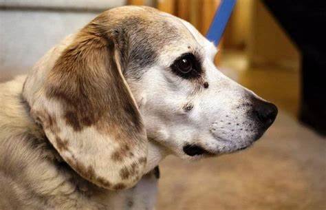 Саркома у собаки: симптомы и лечение | на лапе, кости, венерическая, шансы Картинка - Саркома у собаки: симптомы и лечение | на лапе, кости, венерическая, шансы