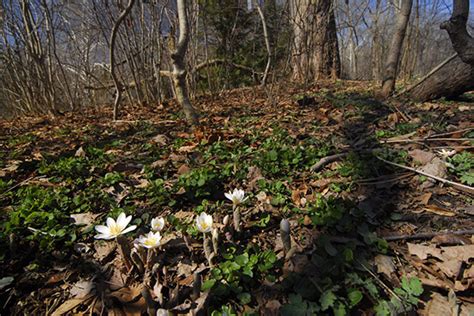 The Magic Of Early Spring Blooming Wildflowers Cornellbotanicgardens