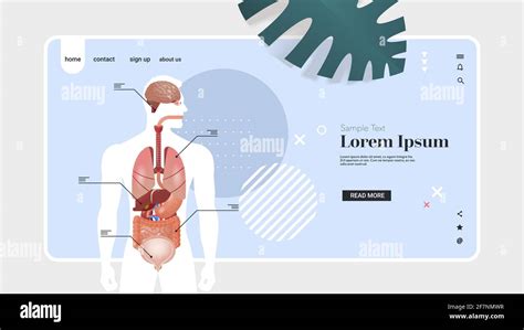 Human Body Structure Infographic Poster With Internal Organs Anatomy