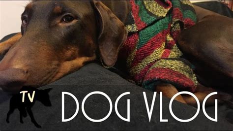 Rasta Poncho Doberman Baja Dog Vlog Clips Dogs Dog S Vlogging