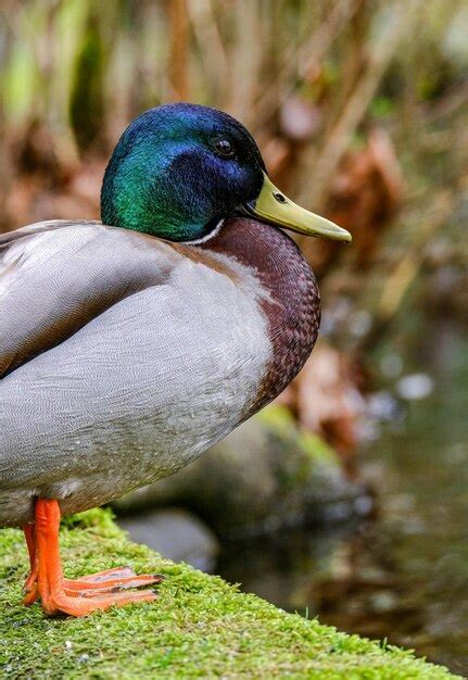 Premium Photo A Duck Is Standing On A Moss Covered Log
