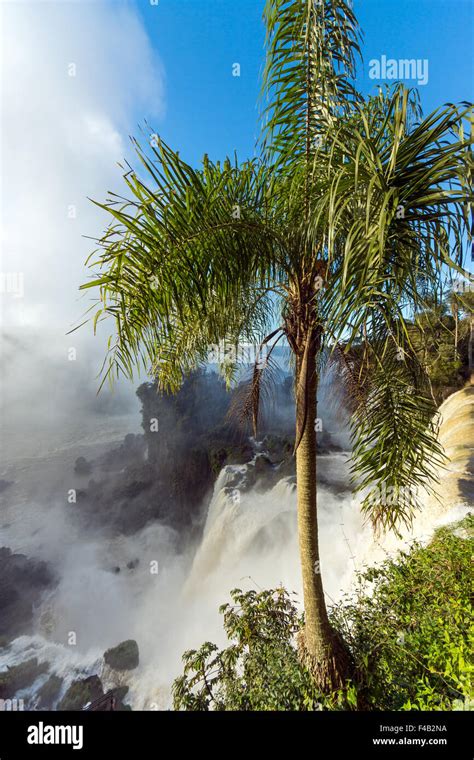 Palm Tree And Waterfall Stock Photo Alamy