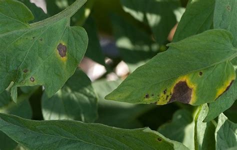 We can never get enough garden tomatoes—or tips—on growing the ultimate backyard crop! Early Blight and Septoria Leaf Spot on Tomato Plants