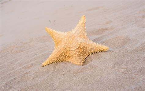 Starfish Sand Beach Tropical Island Coast Hd Wallpaper Peakpx
