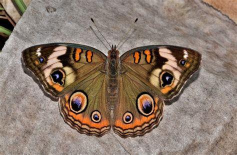무료 이미지 자연 생물학 동물 상 무척추 동물 눈 그림 물감 곤충학 예쁜 안테나 절지 동물 날개 달린 곤충