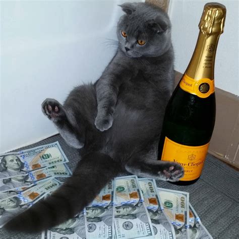 These Rich Gangsta Cats Love To Show Off Rolling In Cash And Gold Chains