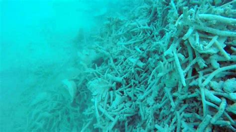 Why Are Chinese Fishermen Destroying Coral Reefs In The South China Sea