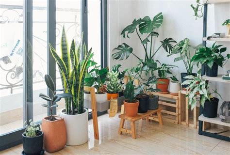 Decorar Con Plantas Exóticas El Interior De Tu Casa Moove Magazine