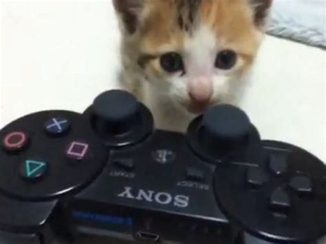 Kitten Obsessed With Playstation Controller Video