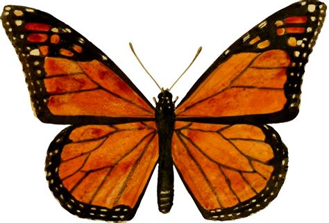 Monarch Butterfly Clip Art Image Clipsafari