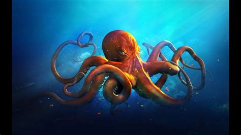 Sea Animals Octopus Youtube