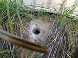 In Ground Wasp Nest