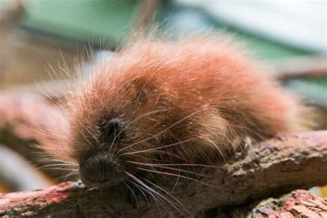 Prehensile Tailed Porcupine Born At The Smithsonians National Zoo