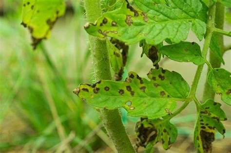 How To Identify And Treat Common Tomato Diseases Gardeners Path
