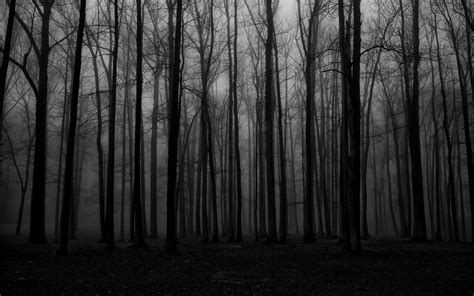 Spooky Pine Trees Forest Creepy Mist Nature Dark Hd Wallpaper