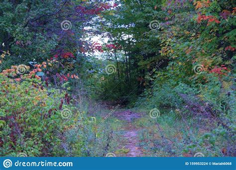 Autumn Charming Enchanted Path Forest Nature Stock Photo Image Of