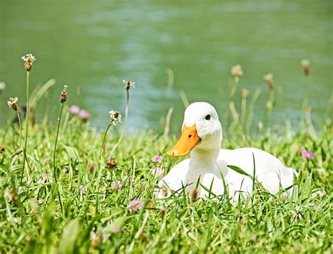 Sitting Ducks Stock Photos Pictures And Royalty Free Images Istock