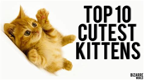 Top 10 Cutest Kittens Youtube