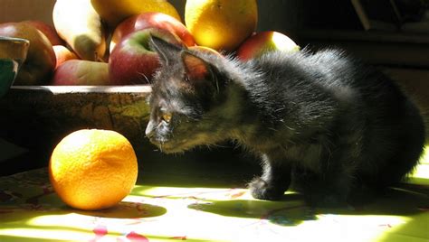 Unsure about what cats can eat? Can Cats Eat Oranges? Are Oranges Safe For Cats? - CatTime