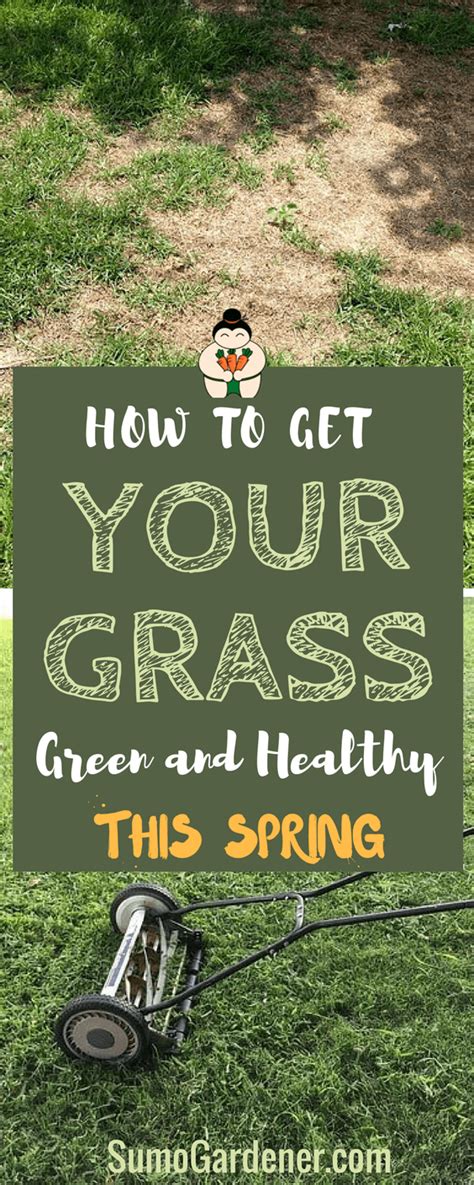How To Get Grass Green And Healthy In 2020 Healthy Grass Green Grass