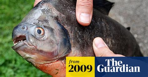 Giant Piranha Found In Devon River Wildlife The Guardian