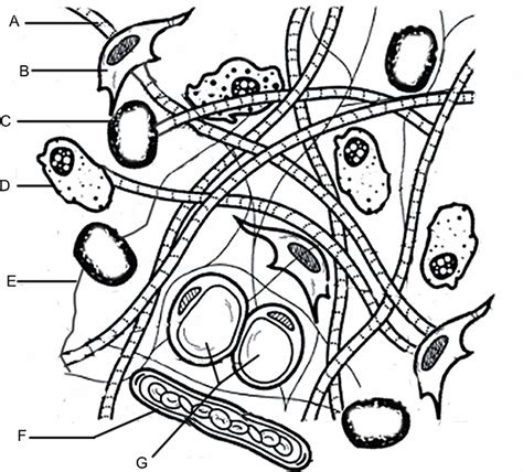 From the evolutionary perspective, tissues appear in more complex organisms. Connective Tissue Matrix Coloring