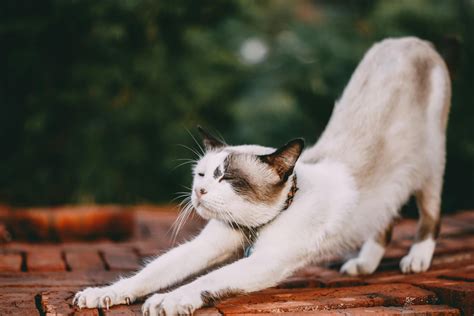 Stretching White Cat · Free Stock Photo