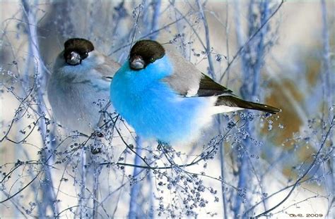 Bing Wallpaper Winter Birds