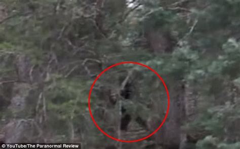 Bigfoot Filmed Walking Through Woods In Utahs Payson Canyon Daily