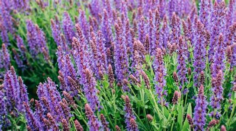 How To Grow Salvias In Pots Expert Tips And Tricks Thearches