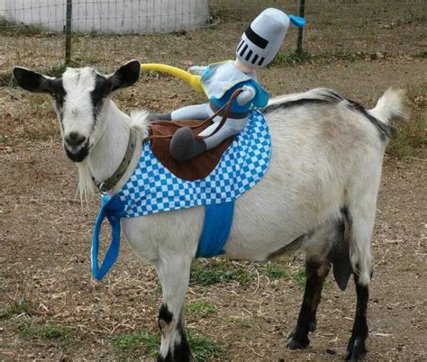 Costumes For The Goats Hencam Vlrengbr