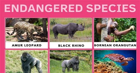 List Of Critically Endangered Species We Need To Protect Now • 7esl Critically Endangered