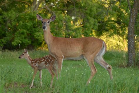 Whitetail Deer Gestation Period Duration And Importance