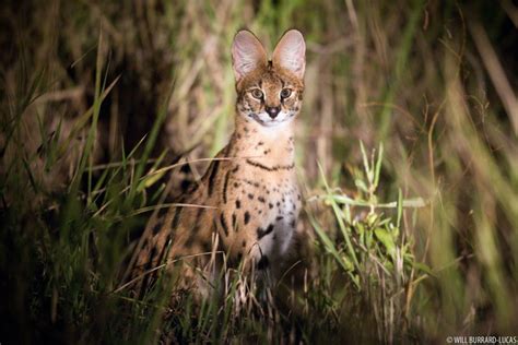Africa Servals Photos Pictures Images