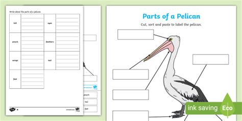 Parts Of A Pelican Worksheet Teacher Made