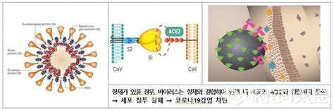 대구시는 이 백신 구입을 위해 시 예산 20억 원을 편성했다고 덧붙였습니다. 코로나19 치료제·백신, 국내 임상 21건 진행…치료제 19건·백신 2건