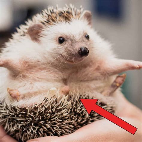 Hedgehog Tails Do They Have Them What Are They For Floofmania