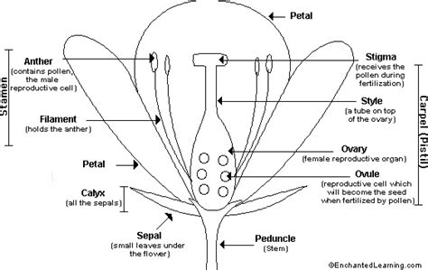 Identify the different parts of flowers and their functions (male and. Flower Anatomy Printout - EnchantedLearning.com