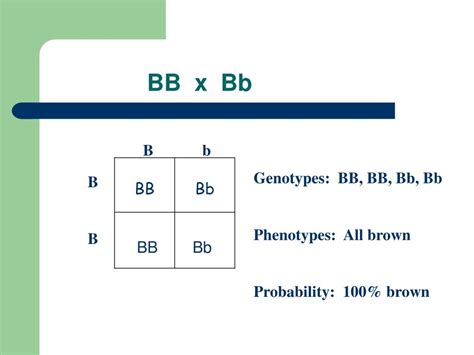 .genotype and phenotype from two parents, a punnett square is a really good tool to use. PPT - Punnett Squares : PowerPoint Presentation - ID:3965650
