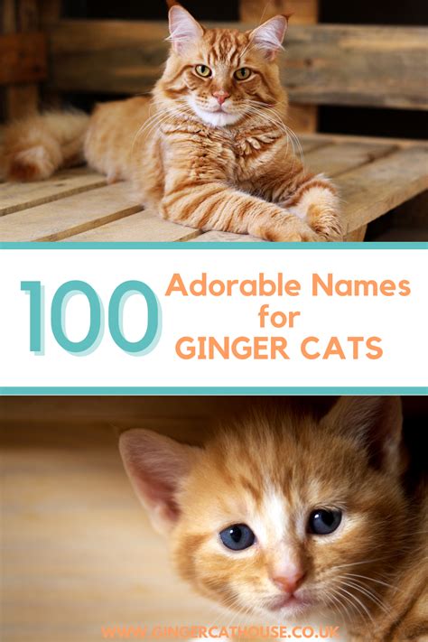 100 Adorable Ginger Cat Names Ginger Cat Names Cat Names Ginger Cats