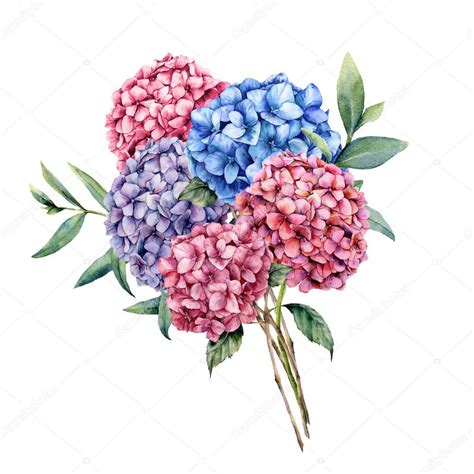 Fiore blu violetto in 5 lettere. Bouquet di eleganza dell'acquerello con Ortensia. Dipinto ...